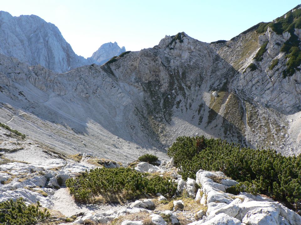 Skuta grintavec - foto povečava