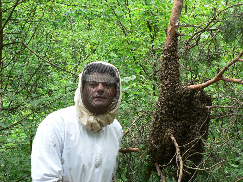 čebelice - foto povečava