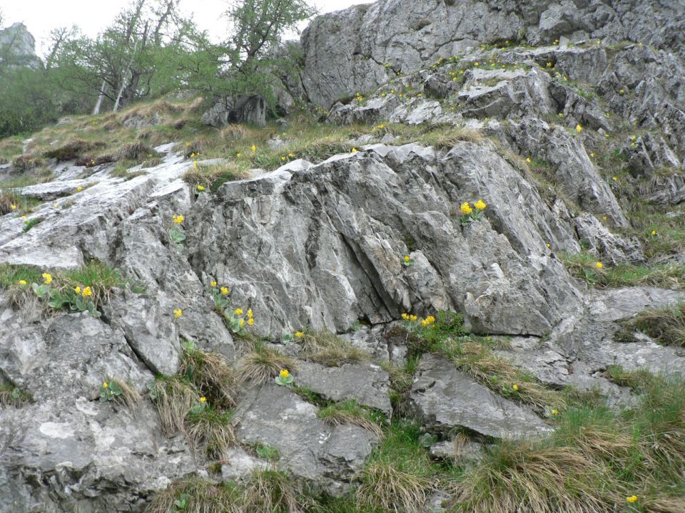 Zabrložnica-30.5.2010 - foto povečava