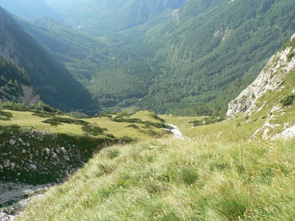 Gamsov skret - skuta- grintavec  -avgust - foto povečava