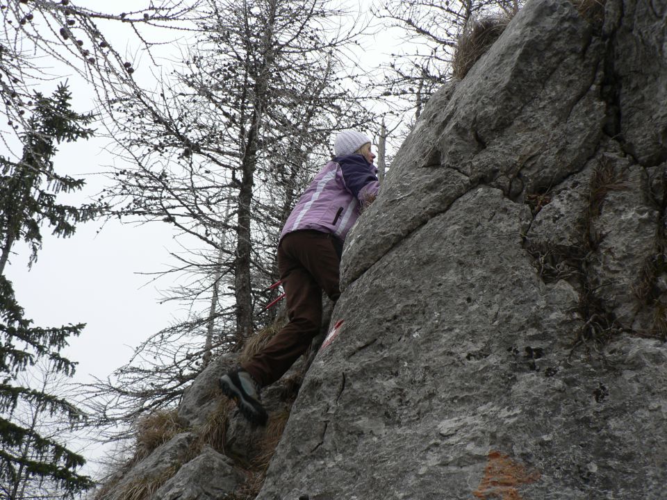 Lepenatka - V. rogatec  2.1.2011 - foto povečava