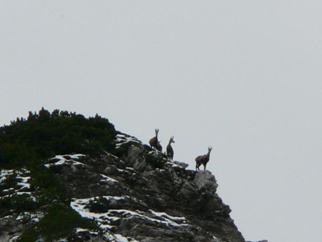 Krnička gora - matkova kopa    20.6.2011 - foto