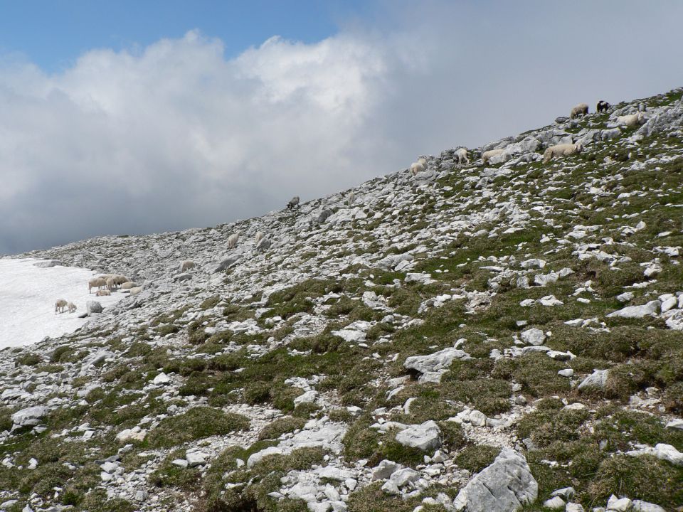 Krma-lipanca-tošč-verner-krma  22.6.2011 - foto povečava