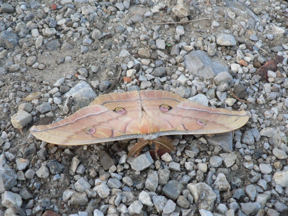 Jalovec-vršič-tamar 13.8.2011 - foto povečava