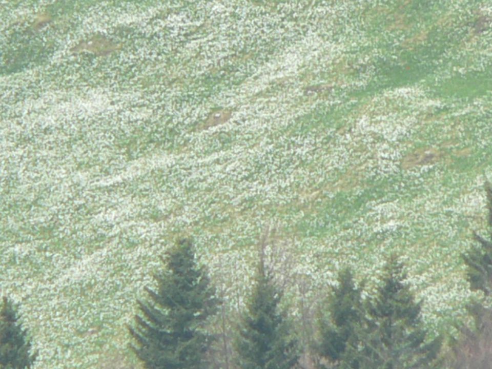 V.vrh - Golica ( 5.5.12 ) - foto povečava