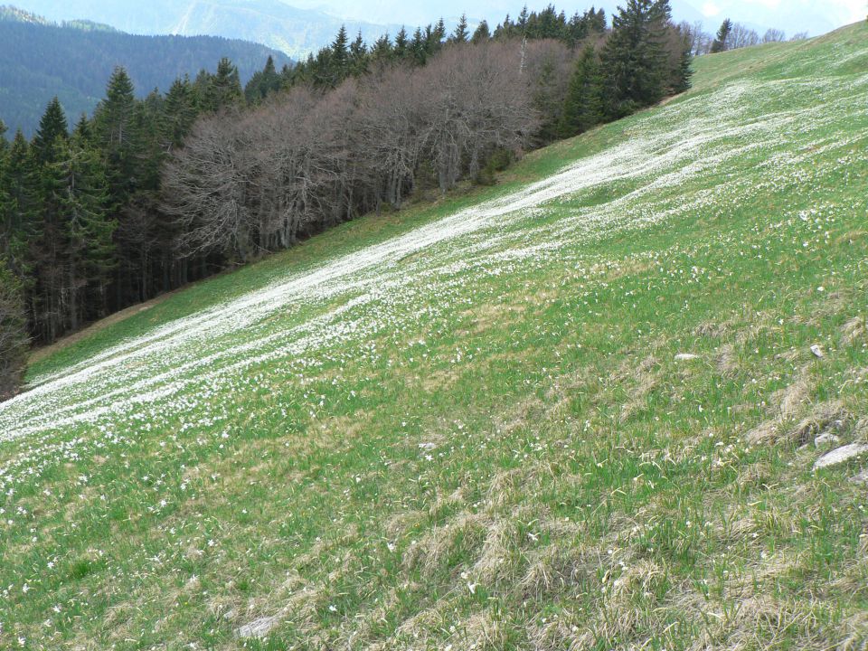 V.vrh - Golica ( 5.5.12 ) - foto povečava