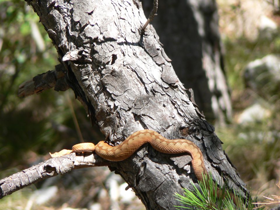 Otok vir-paklenica    avgust - foto povečava