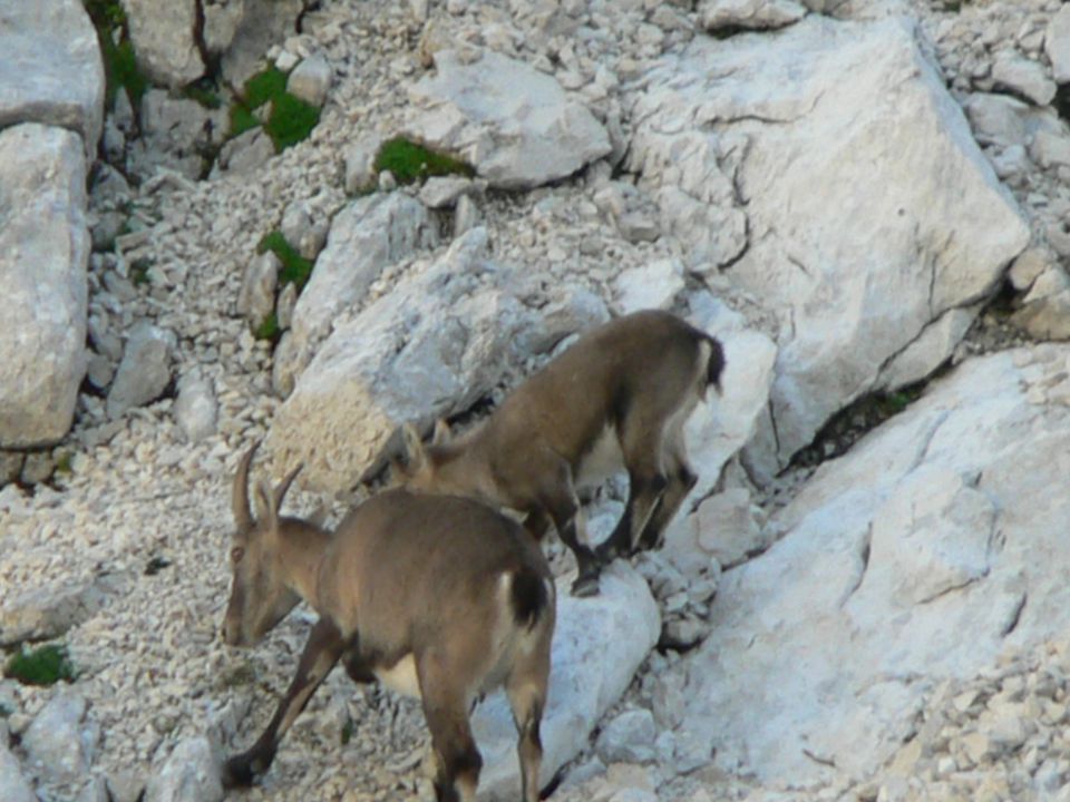 Viš 8.9.2012 - foto povečava