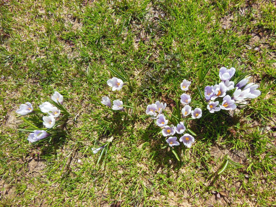 Stol-golica15.5.13 - foto povečava