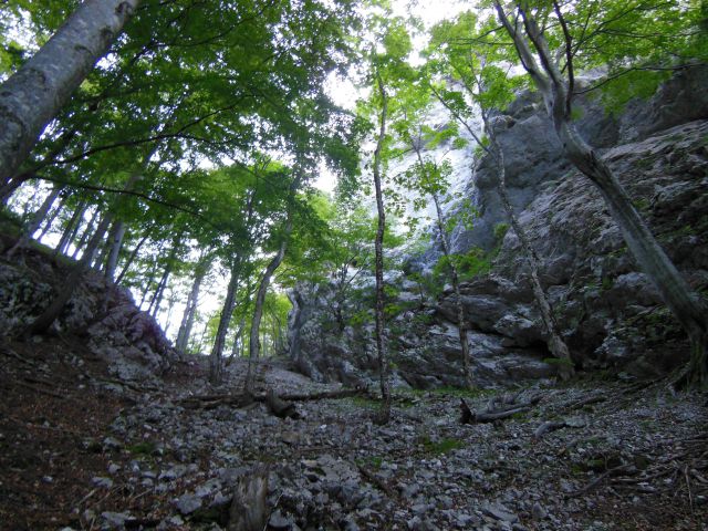 Kopa-konj-vodotočnik-orglice 17.6.2013 - foto