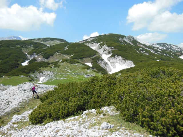 Kopa-konj-vodotočnik-orglice 17.6.2013 - foto