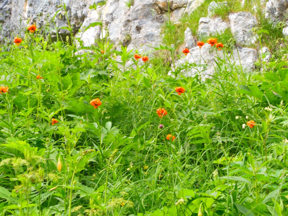 Plaski vogel 14.7.2013 - foto povečava