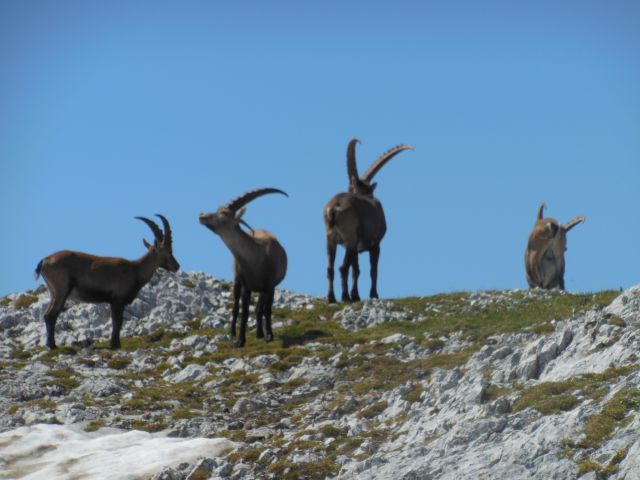 Vršaki - Vogli (19.7.14) - foto