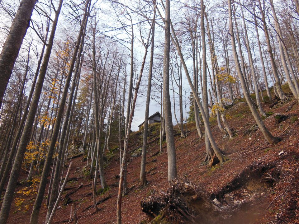 K.Greben-K.gora(lovska pot)- 11.10.14 - foto povečava