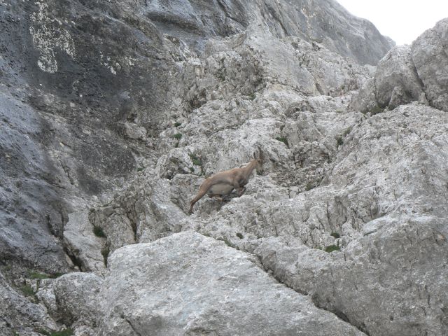 Spodnji rokav  (potočnik-tominšek)  21.6.2015 - foto