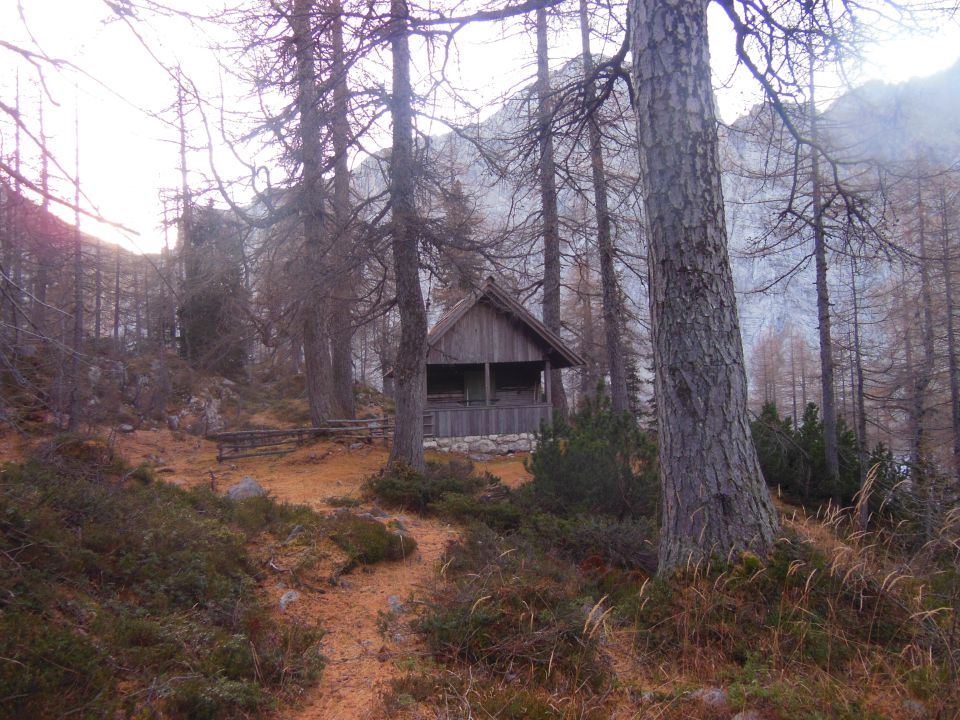 V. pršivec- teme - foto povečava