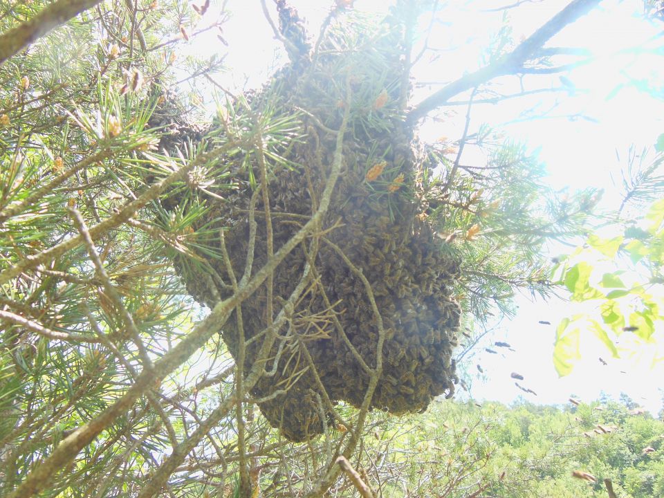 čebelja veselica   3.6.2016 - foto povečava