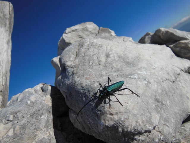 T.kuk-mahavšček-lanževica 25.9.2016 - foto