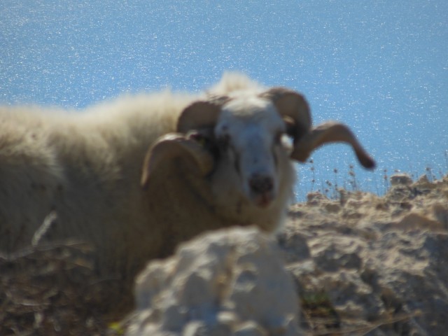 Otok krk -   marec   - foto