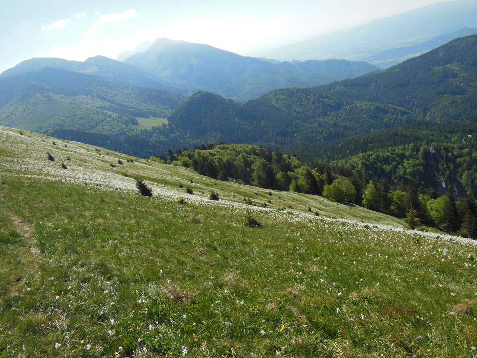 Golica     28.5.2017 - foto povečava