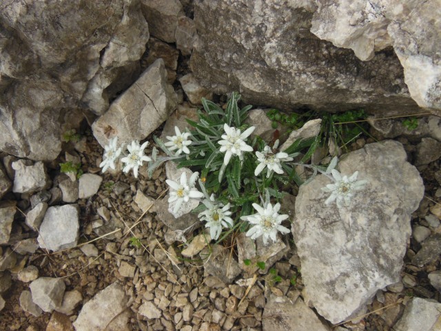 Ojstrica-planjava-turška gora - foto