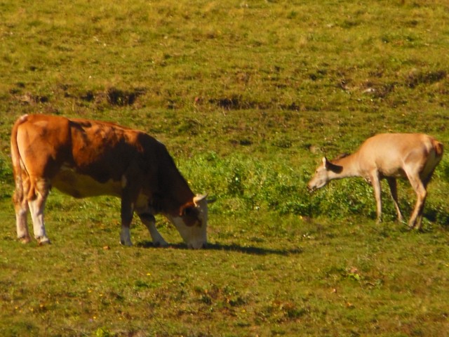 Krnička gora- matkova kopa  20 10.2017 - foto