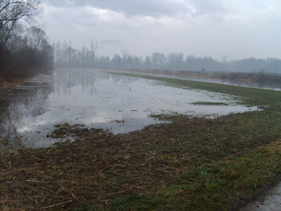 Barje - foto povečava