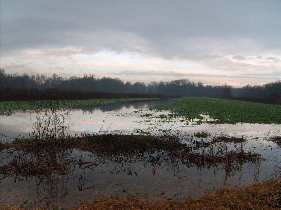 Barje - foto povečava