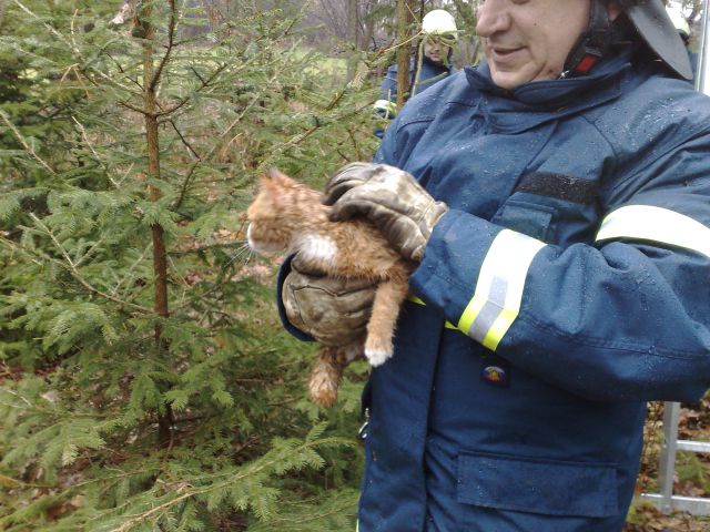 Reševanje mačke iz drevesa - foto
