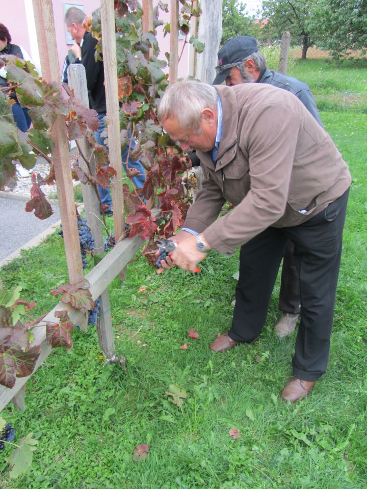 Trgatev 2013 - foto povečava