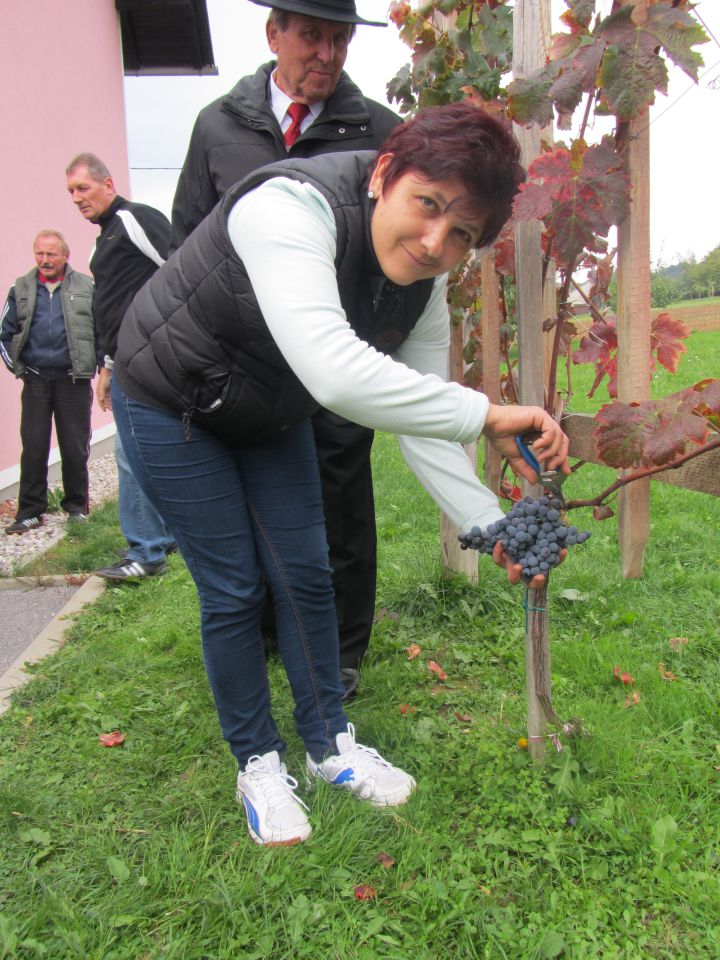 Trgatev 2013 - foto povečava