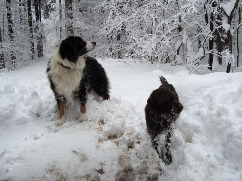 Zima 2010 - foto povečava