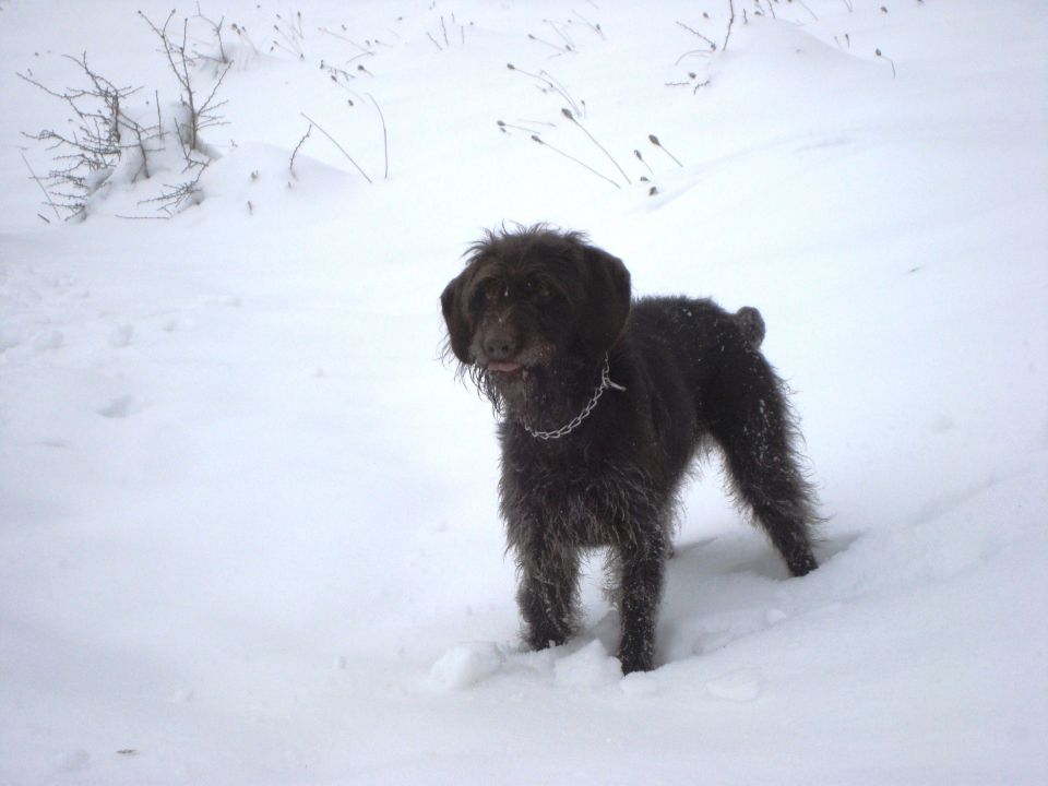 Felina - foto povečava