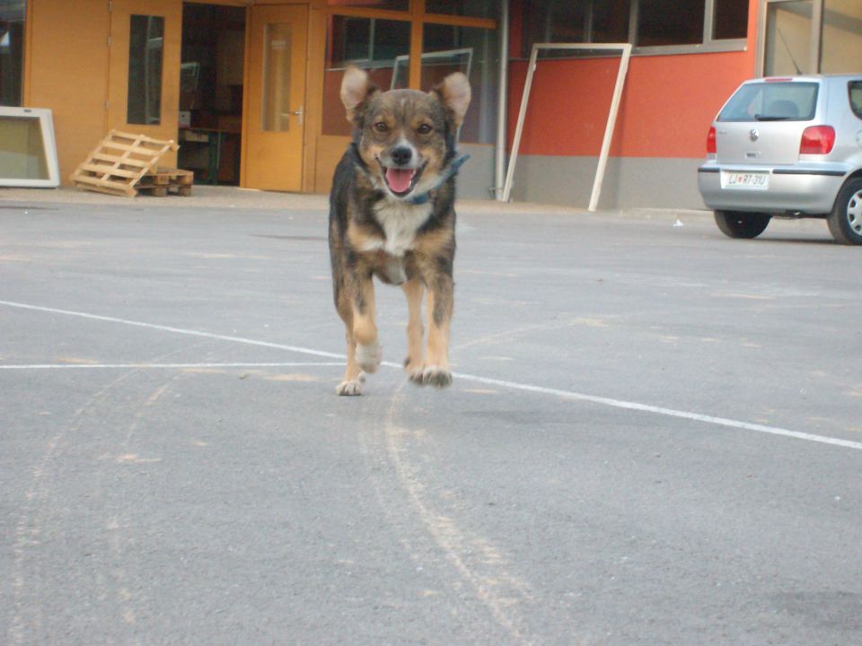 Medo - foto povečava