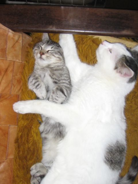 MIŠKO IN PIKI