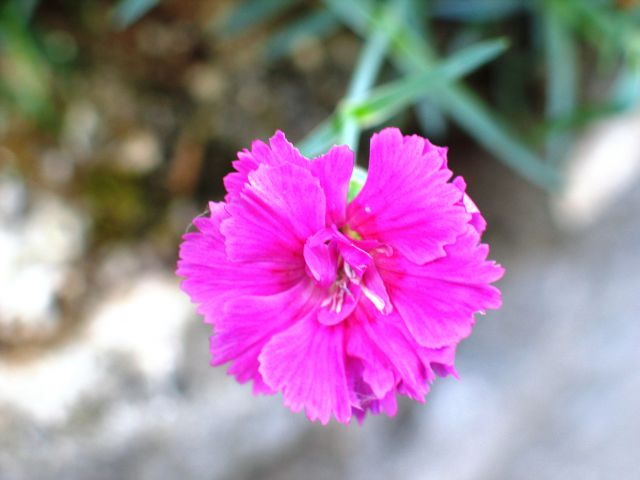 škarpni nagelj pinki