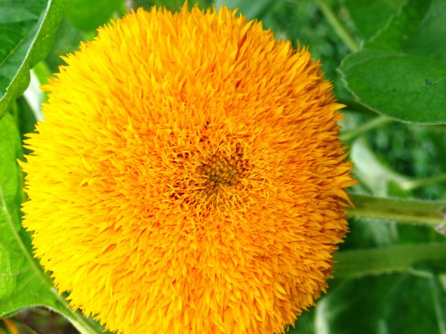 Sončnica s polnjenim cvetom