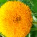 sončnica s polnjenim cvetom