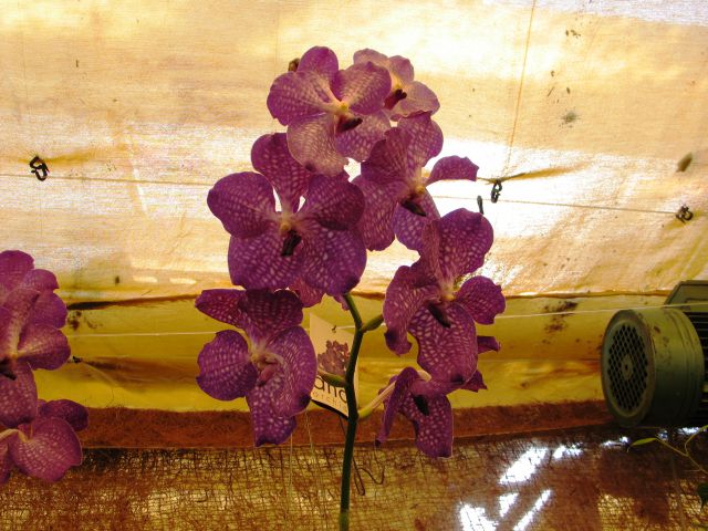Razstava orhidej in metuljev  - foto