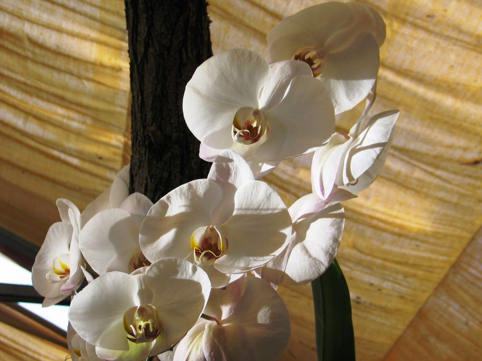 Razstava orhidej in metuljev  - foto povečava