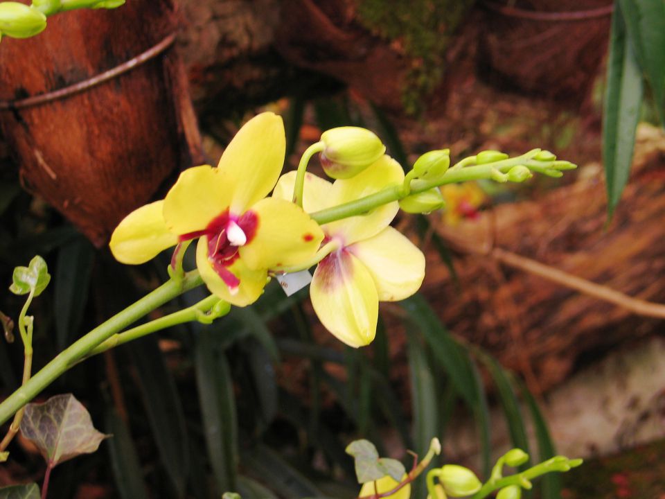 Razstava orhidej in metuljev  - foto povečava