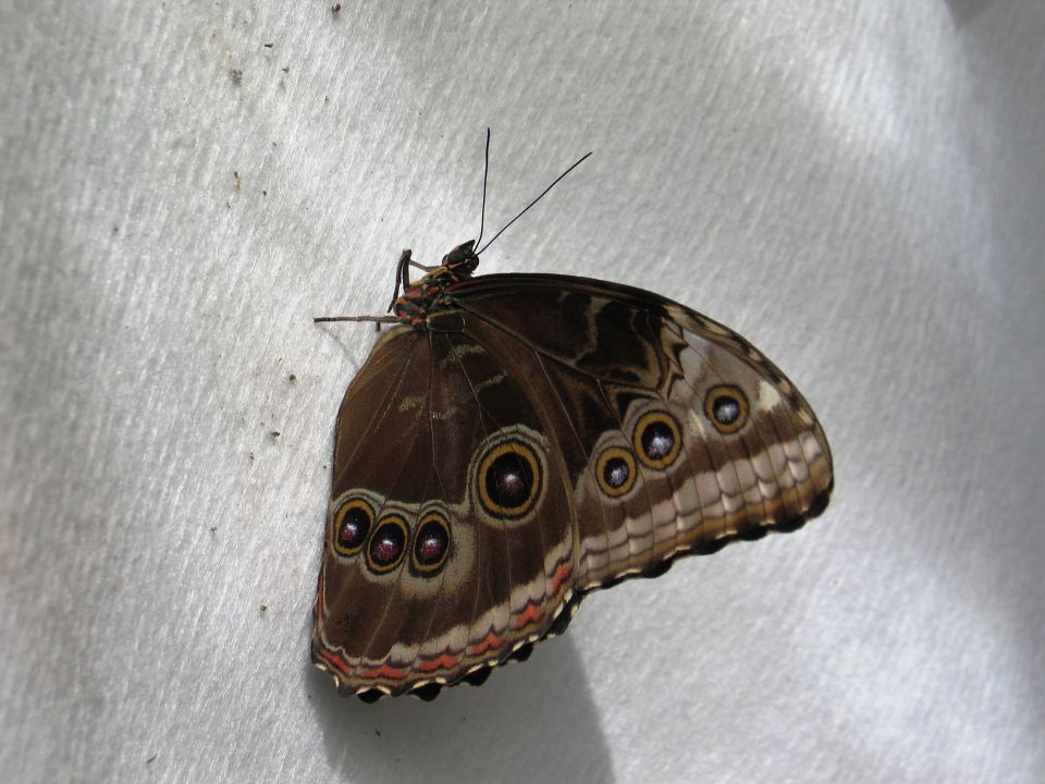 Razstava orhidej in metuljev  - foto povečava