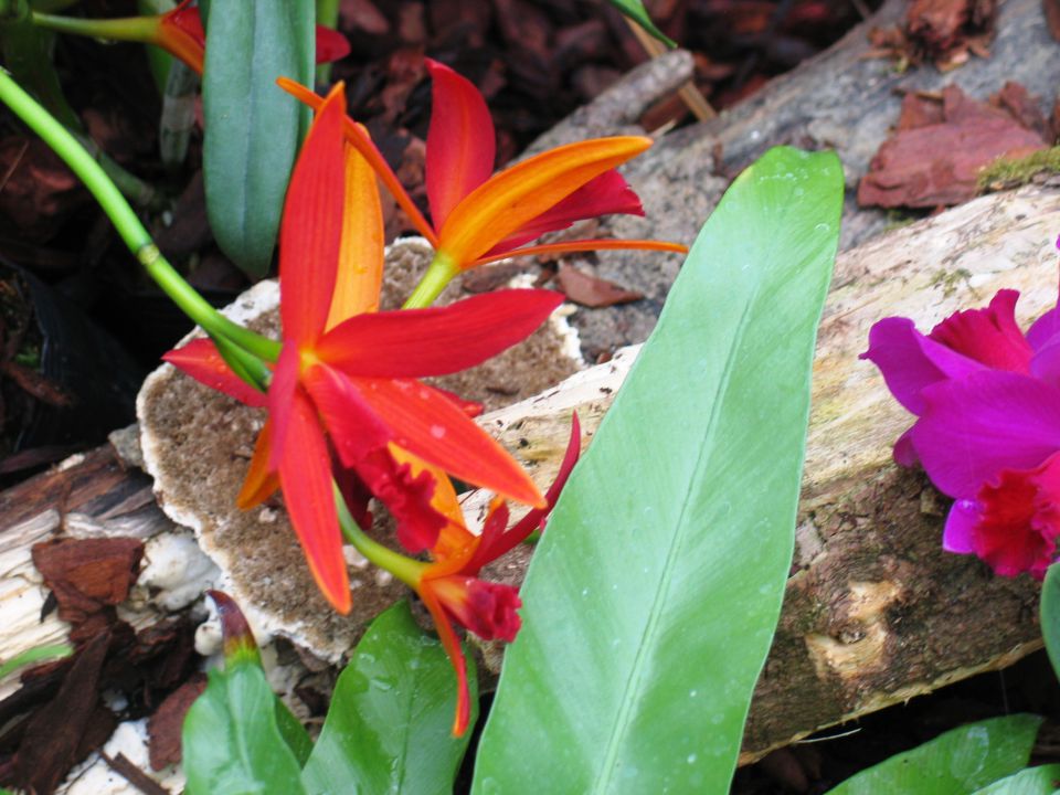 Razstava orhidej in metuljev  - foto povečava