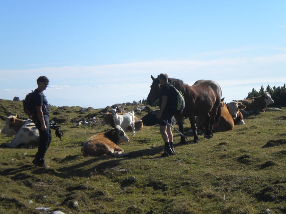 PLANINA_KOREN - foto povečava