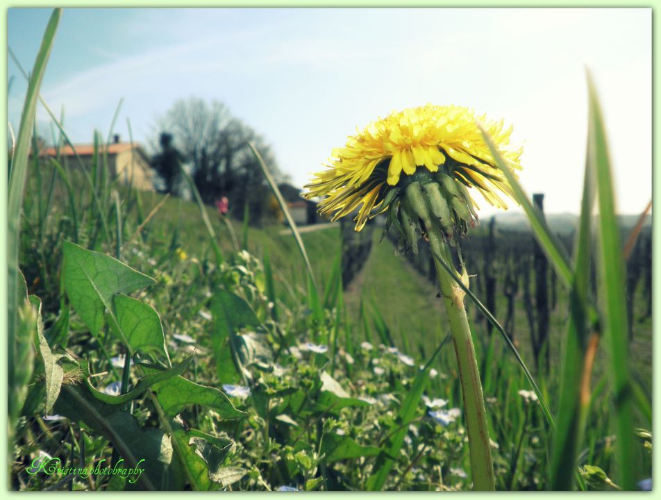 Narava - foto povečava