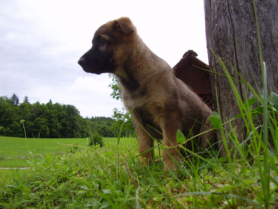 Zakii - foto povečava