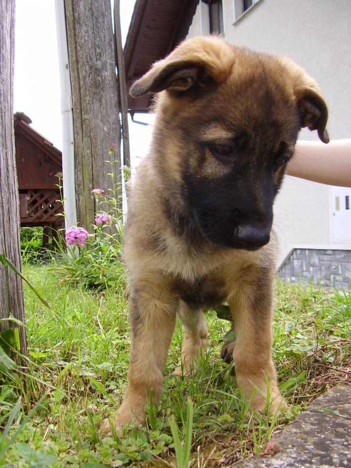 Zakii - foto povečava