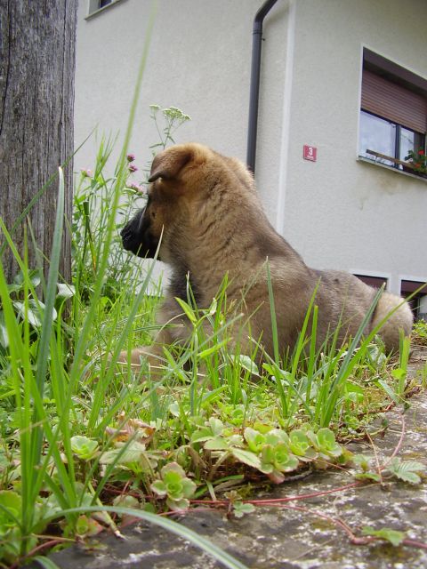 Zakii - foto
