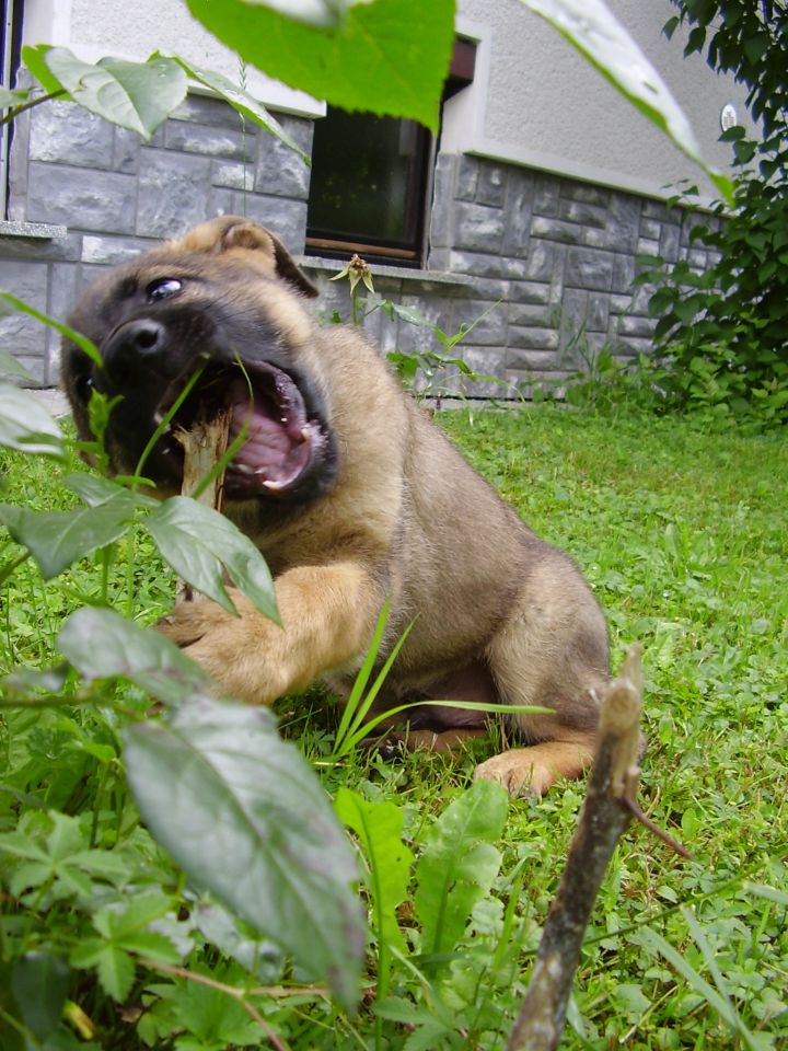 Zakii - foto povečava