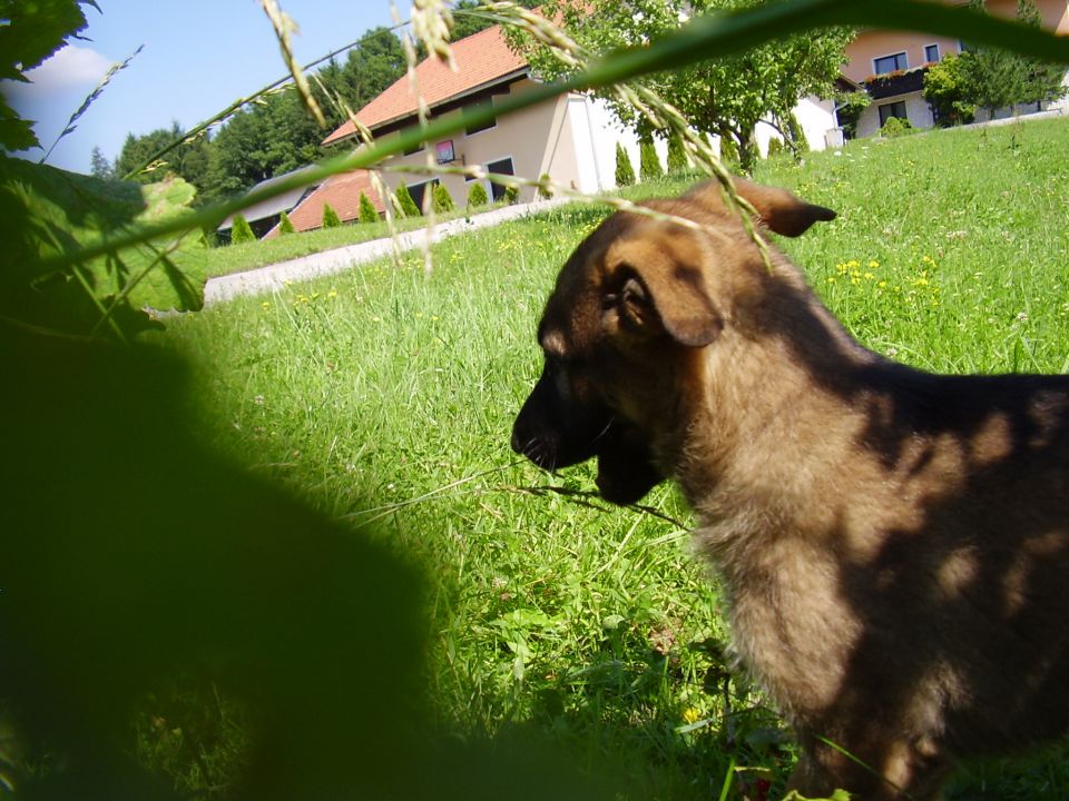 24.6.2010 - foto povečava